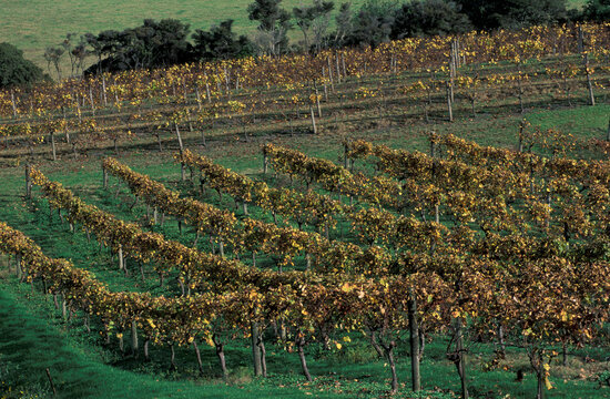 Longview Winery, Whangarei, Northland, North Island, New Zealand
