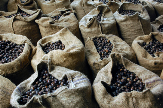 Nutmeg from a spice farm.