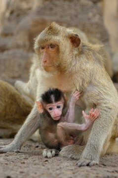 Monkeys at Phra Prang Sam Yod, Ruins, Lopburi, Thailand