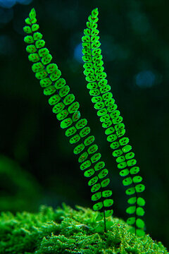 Euphyllophyta