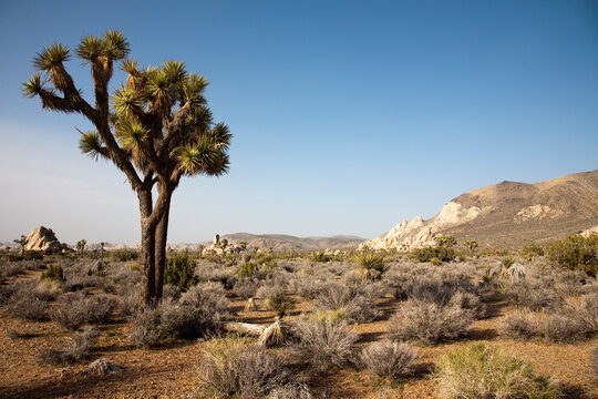 Landscapes near Ryan Campground in Joshua Tree National Park
