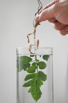 A photo montage shows a leaf with one half dry above water and the other fresh and green under water.