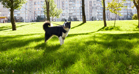 Siberian laika in autumn park. Dog on nature walk