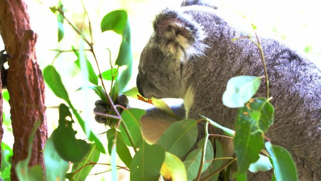 Cute herbivorous koala, phascolarctos cinereus grabbing with its paw, munching on delicious fresh eucalyptus leaves in wildlife sanctuary, Australian native animal species.