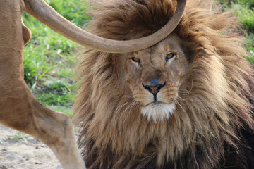 handsome lion