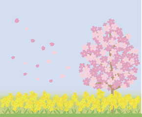 桜の木と菜の花畑
