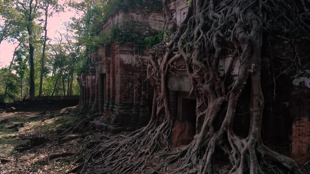 Roots of Angkor.  Dramatic tree root system, strangler fig, clings to one of three temple towers.  Prasat Pram, Koh Ker, Angkor Wat Cambodia, Pedestal shot.