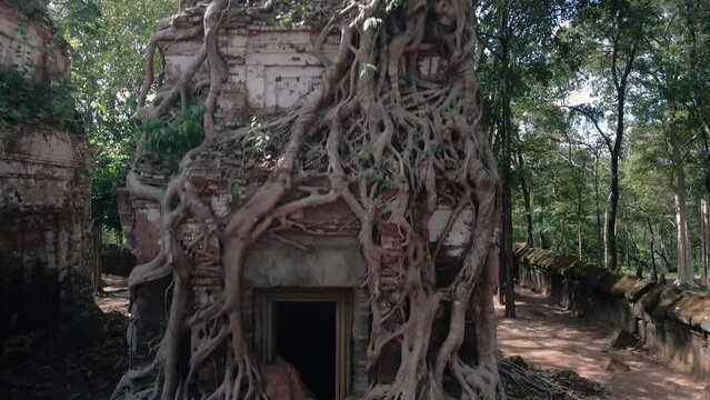 Roots of Angkor.  Dramatic tree root system, strangler fig, clings to a temple.  Prasat Pram, Koh Ker, Angkor Wat Cambodia, Pedestal shot.