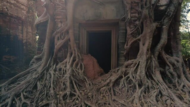 Roots of Angkor.  Dramatic tree root system, strangler fig, clings to a temple.  Prasat Pram, Koh Ker, Angkor Wat Cambodia, reveal with sun flair.