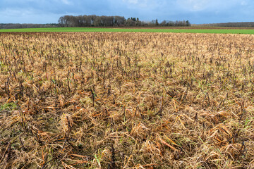 Désherbage hivernal au glyphosate d'un champ avec CIPAN (cultures intermédiaires pièges à...