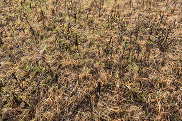 Désherbage hivernal au glyphosate d'un champ avec CIPAN (cultures intermédiaires pièges à nitrates) de féverolle, avoine et repousse de ray-grass. Effet du gel