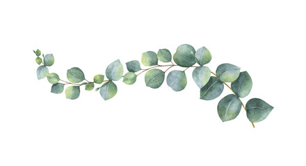 Watercolor eucalyptus green twig. Perfect for wedding invitation, postcard, scrapbooking, sticker, packaging, greeting cards, textiles. - 562936411