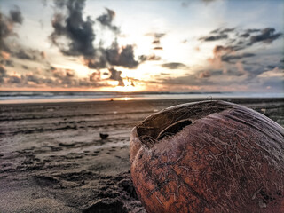 Fototapeta na wymiar coconut on the beach