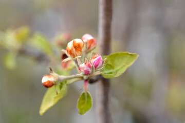 Obraz na płótnie Canvas Mantet apple tree flowers