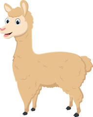 Llama cartoon isolated on white background