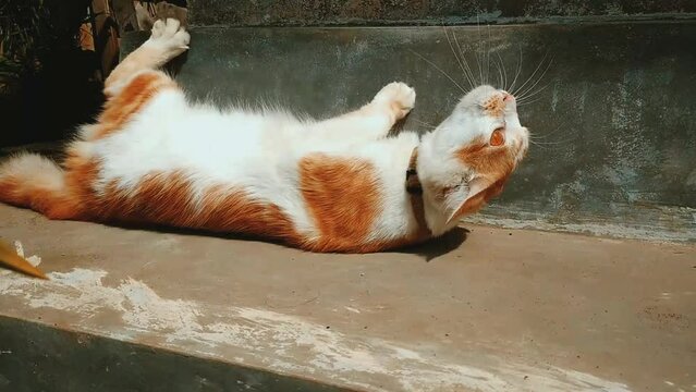 Cute cat basking in the sun