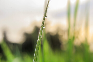 This is dew in the morning on rice leaves in the rice fields in Aceh, Indonesia