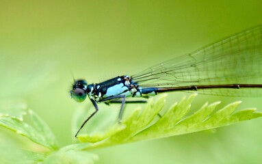 Damsel Fly 