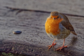 Robin on a bench