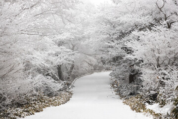 snow covered trees