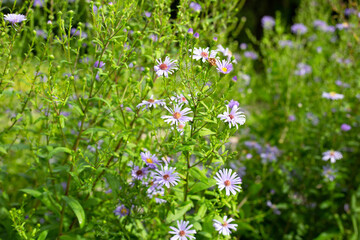 Beautiful violet flowers of Symphyotrichum dumosum