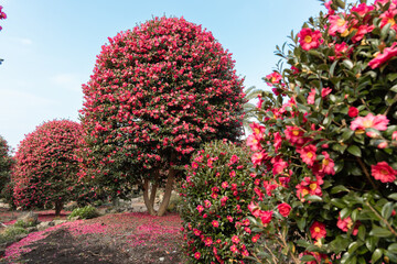 camellia trees