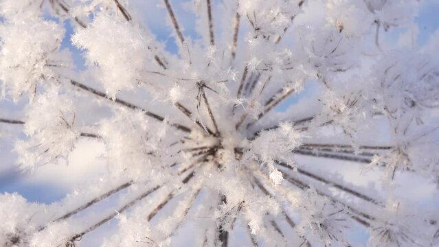 Snowy icy dry fluffy foliage moving in frosty wind at bright sunny blue sky. 