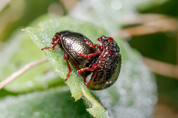 Couple of Chrysolina bankii leaf beetle mating on a green leaf under the sun