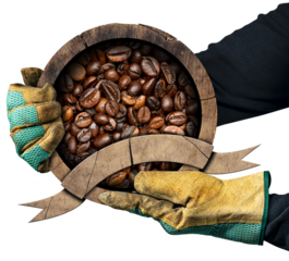 Hands with protective work gloves holding a round wooden icon or symbol with roasted coffee beans inside and blank ribbon with copy space. Isolated on white or transparent background. Photography, png