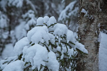 Northern forest in January after a snowfall.