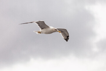seagull in flight against the blue sky, over the blue sea.
