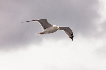 Fototapeta na wymiar seagull in flight against the blue sky, over the blue sea.