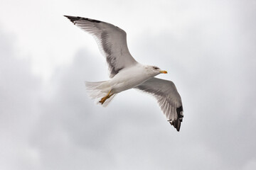 seagull in flight against the blue sky, over the blue sea.