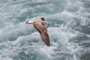 Seagull in flight against the background of water, over the blue sea .