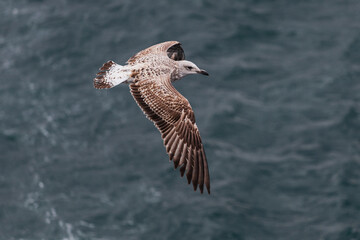Seagull in flight against the background of water, over the blue sea .