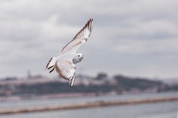 seagull in flight against the blue sky, over the blue sea.