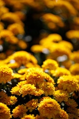 Closeup nature view of Flower in a garden