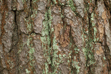 Old bark with moss texture background