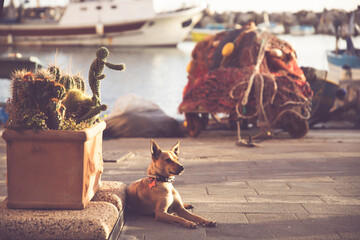 Cute dog lying on the bay of Marina Corricella on Procida Island.