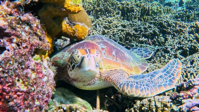 Green Sea Turtle resting on beautiful coral reef - Front View