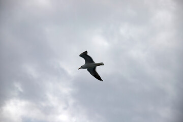 Stormy sky with flying seagull.