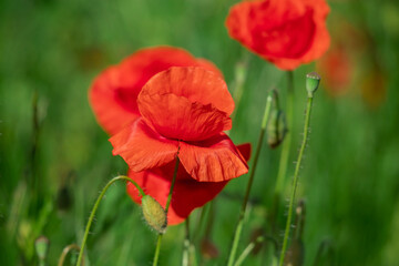 Field of poppy flowers papaver rhoeas in spring.