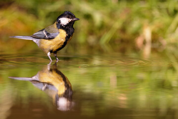 Great Tit (Parus major) sitting at a pond in spring.