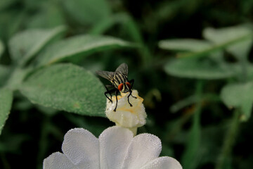 flies that are enjoying the beauty of the morning standing among the dew grains on the flower petals