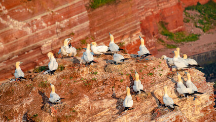 Wild nesting north Atlantic gannets with young chicks at red limestone cliffs island Helgoland, biggest rookery in Germany at sunset colors
