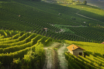 Langhe, path among the vineyards, Barolo, Piedmont, Italy.