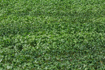 Young bean plant grow