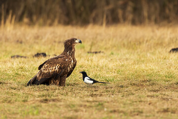 female White-tailed eagle (Haliaeetus albicilla) together with the magpie bird