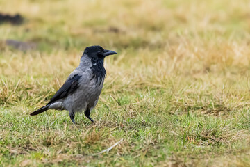 The hooded crow (Corvus cornix), also called the scald-crow or hoodie