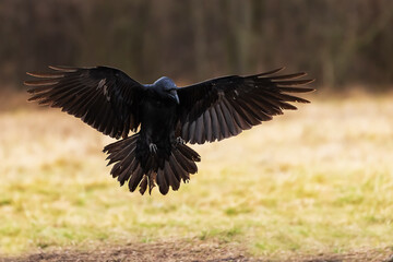 common raven (Corvus corax) with outstretched wings